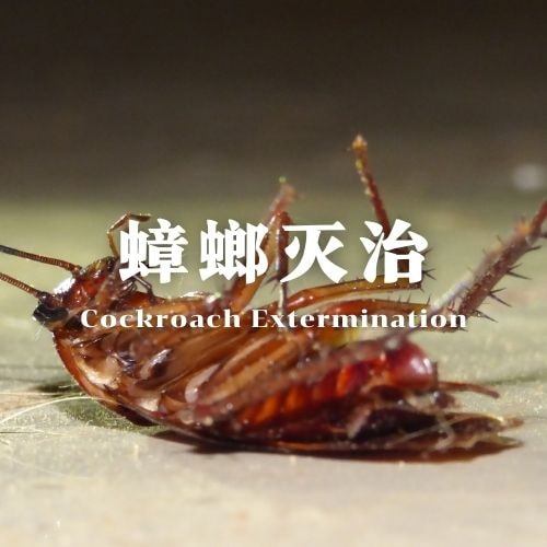 南宁蟑螂灭杀服务