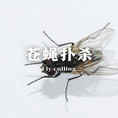 南宁苍蝇扑杀