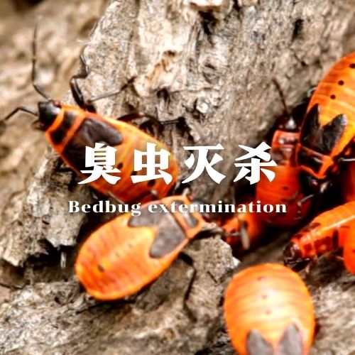 南宁臭虫灭杀服务