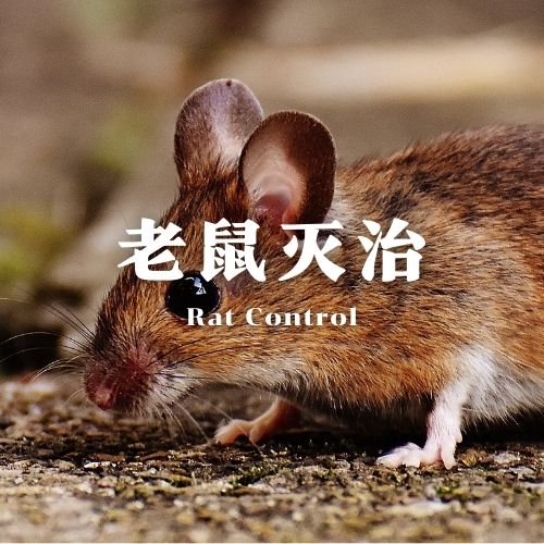 南宁灭鼠服务