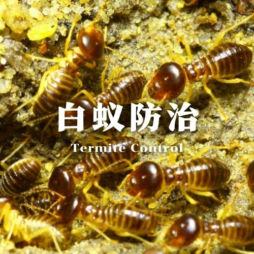 南宁白蚁防治