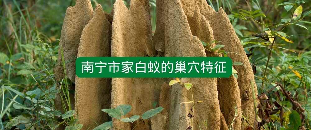 南宁市家白蚁的巢穴特征.jpg