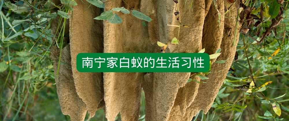 南宁家白蚁的生活习性.jpg