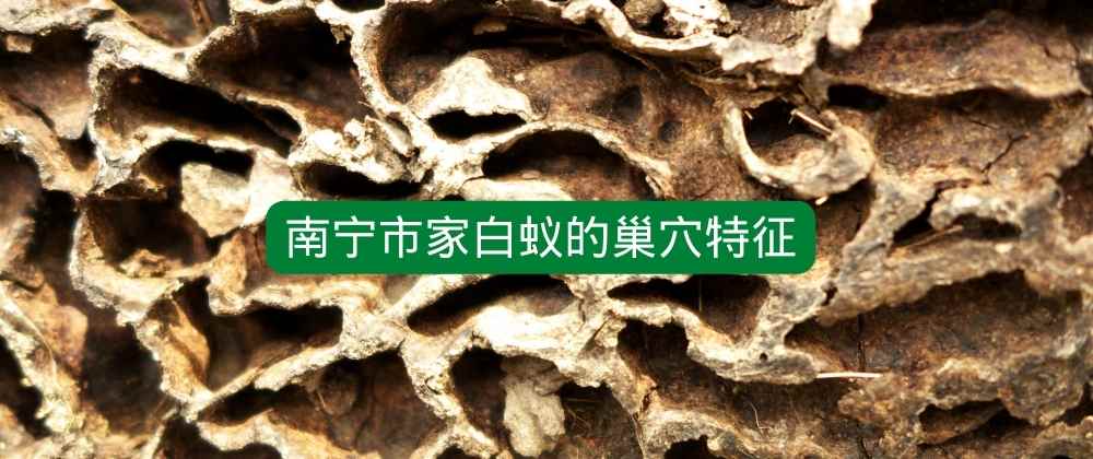 南宁市家白蚁的巢穴特征.jpg