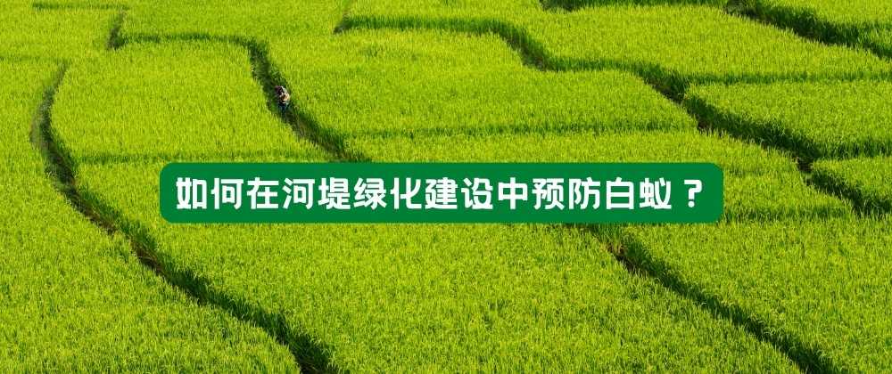 如何在河堤绿化建设中预防白蚁？.jpg